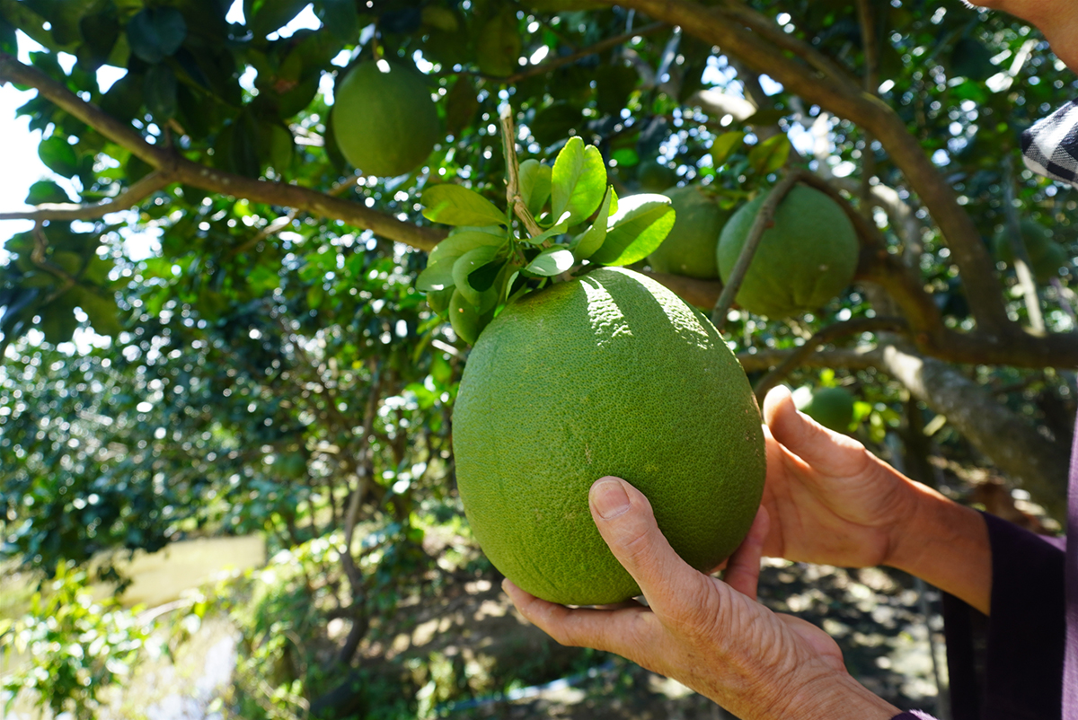 HTX đang tích cực xây dựng thương hiệu cho sản phẩm, ổn định thị trường tiêu thụ (Ảnh TL).