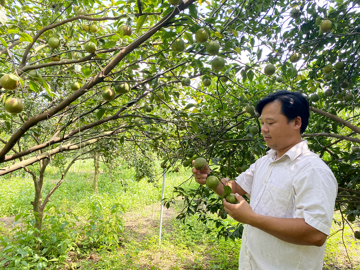 HTX Dân Tiến đang là điểm tựa cho các hộ thành viên phát triển sản xuất theo hướng an toàn, hiệu quả (Ảnh TL).