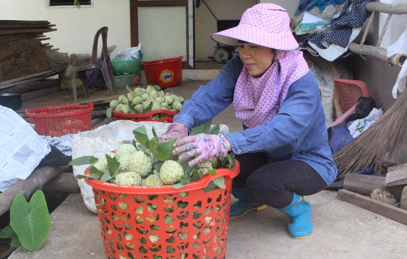 Hiện các sản phẩm na của HTX La Hiên đã được dán tem truy xuất nguồn gốc trước khi xuất bán ra thị trường.