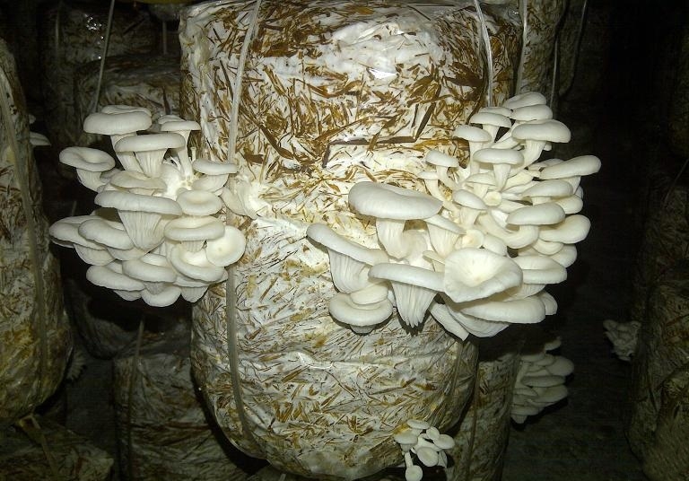 Nấm bào ngư trồng theo quy trình an toàn là nguyên liệu đạt chuẩn để phục vụ chế biến.