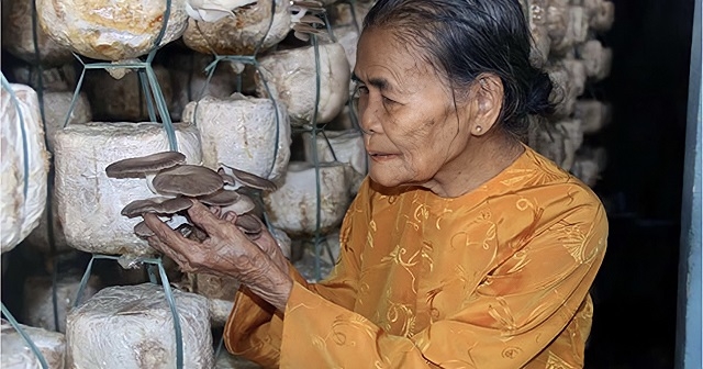 Hiện, HTX đang dồn lực, tập trung phát triển các sản phẩm nấm chế biến, trong đó có nấm linh chi.