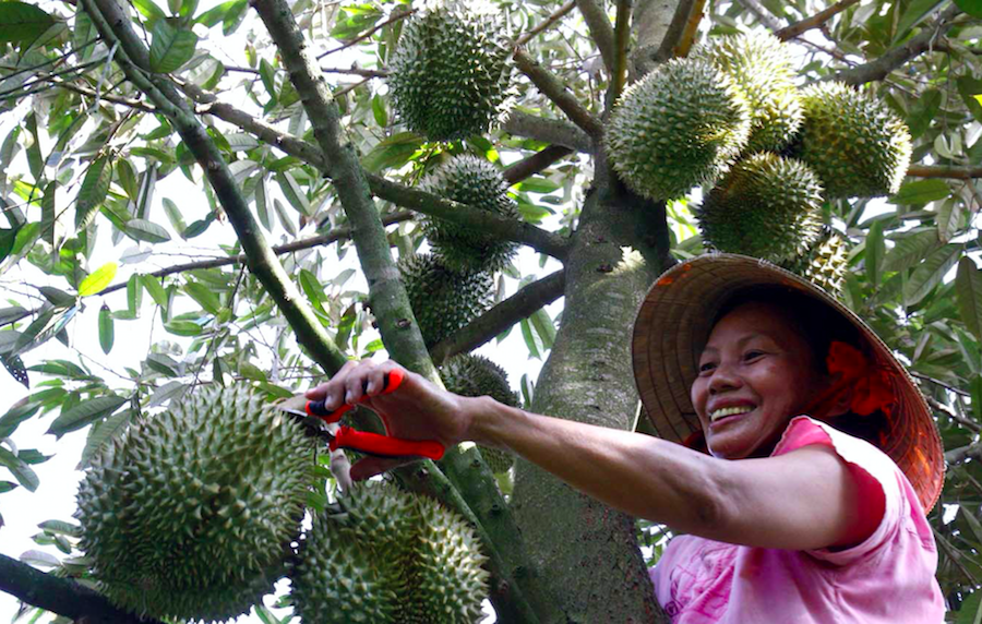 Trái sầu riêng Ri6 của Việt Nam tạo ra cơn sốt ở thị trường Úc.