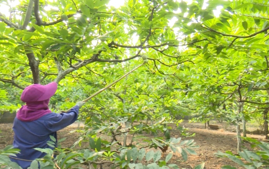 Trồng na, một loại cây đặc sản địa phương cũng đem lại thu nhập cao cho thành viên HTX nông nghiệp và Thương mại La Hiên, tạo việc làm cho lao động địa phương.