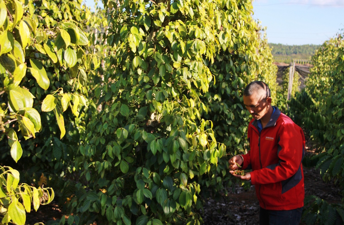 Giá tiêu ngày 9/8 tiếp tục tăng 500 đồng/kg so với hôm qua.