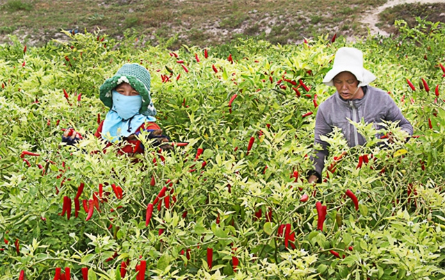 Kinh tế HTX thời gian qua đã góp phần làm thay đổi đời sống của đồng bào dân tộc, diện mạo khu vực miền núi của huyện Võ Nhai.