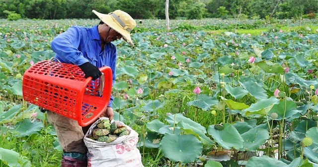 Cải tạo đất lúa để liên kết trồng sen chuyên canh mang lại thu nhập cho nhiều hộ dân ở Duy Xuyên, tăng gấp 1,5 - 2 lần.