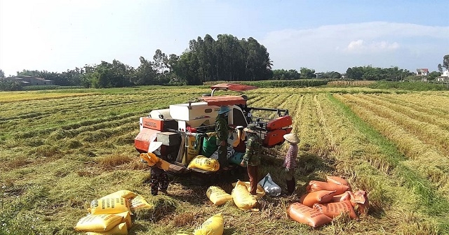 Chuỗi liên kết giá trị sản xuất lúa giống ở HTX nông nghiệp Duy Hòa 2.