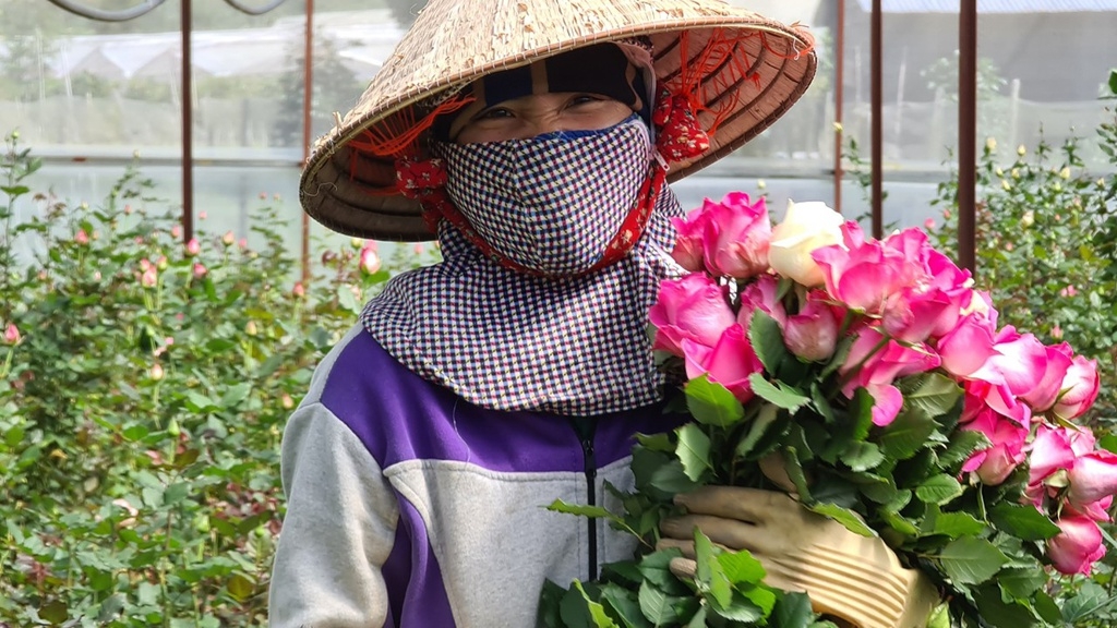 Hơn 100 triệu cành hoa ở Lâm Đồng đang gặp khó khăn tiêu thụ đầu ra.