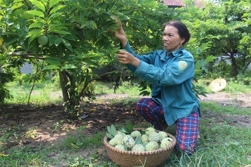 Người dân Bồ Lý được hỗ trợ trồng na nhờ tham gia HTX nông nghiệp dịch vụ và thương mại Tam Đảo.