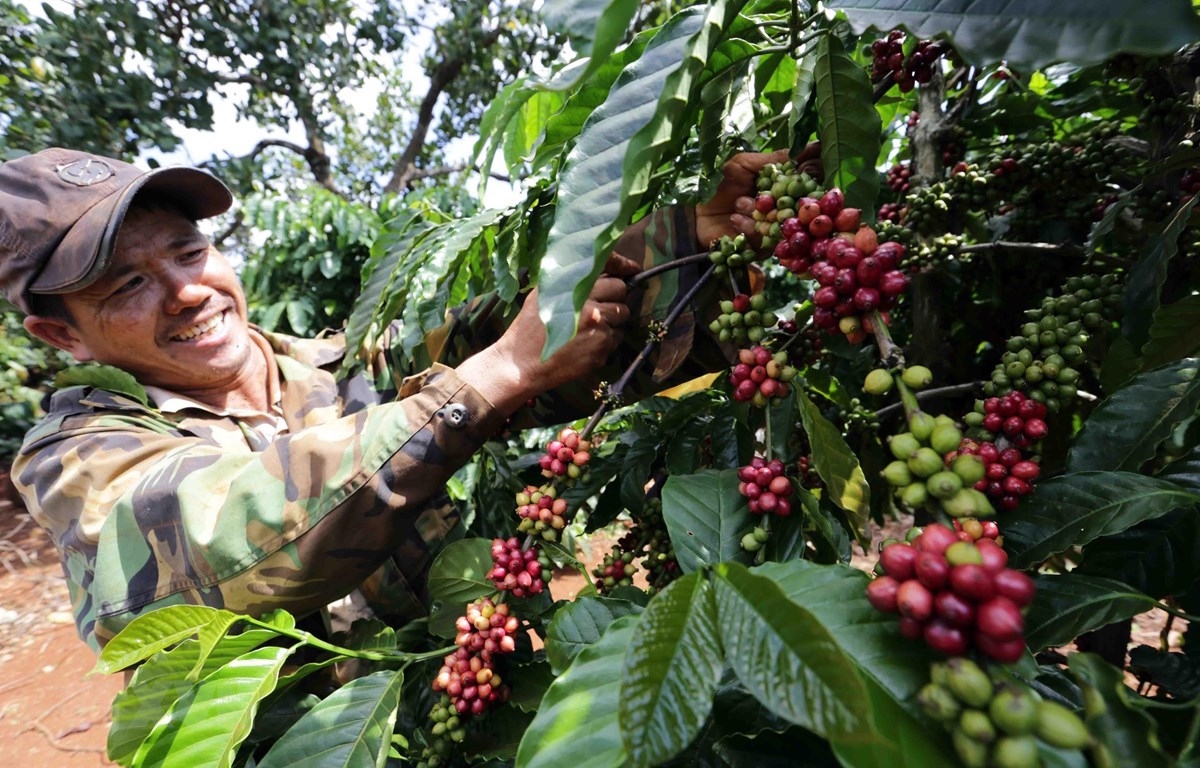 Xuất khẩu cà phê Việt Nam sẽ đối mặt với nhiều khó khăn trong thời gian tới.