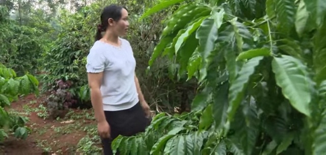 Việc thành lập các HTX đã tạo việc làm bền vững và thu nhập ổn định cho chị em phụ nữ tại Gia Lai