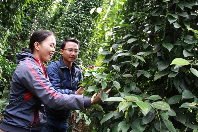 Các vùng trồng tiêu và cà phê của HTX đều áp dụng tiêu chuẩn sản xuất sạch, bền vững, trong đó có tiêu chuẩn 4C.