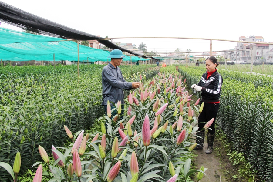 Đẩy mạnh tuyên truyền để thành viên, người lao động trong khu vực HTX được tham gia BHXH.