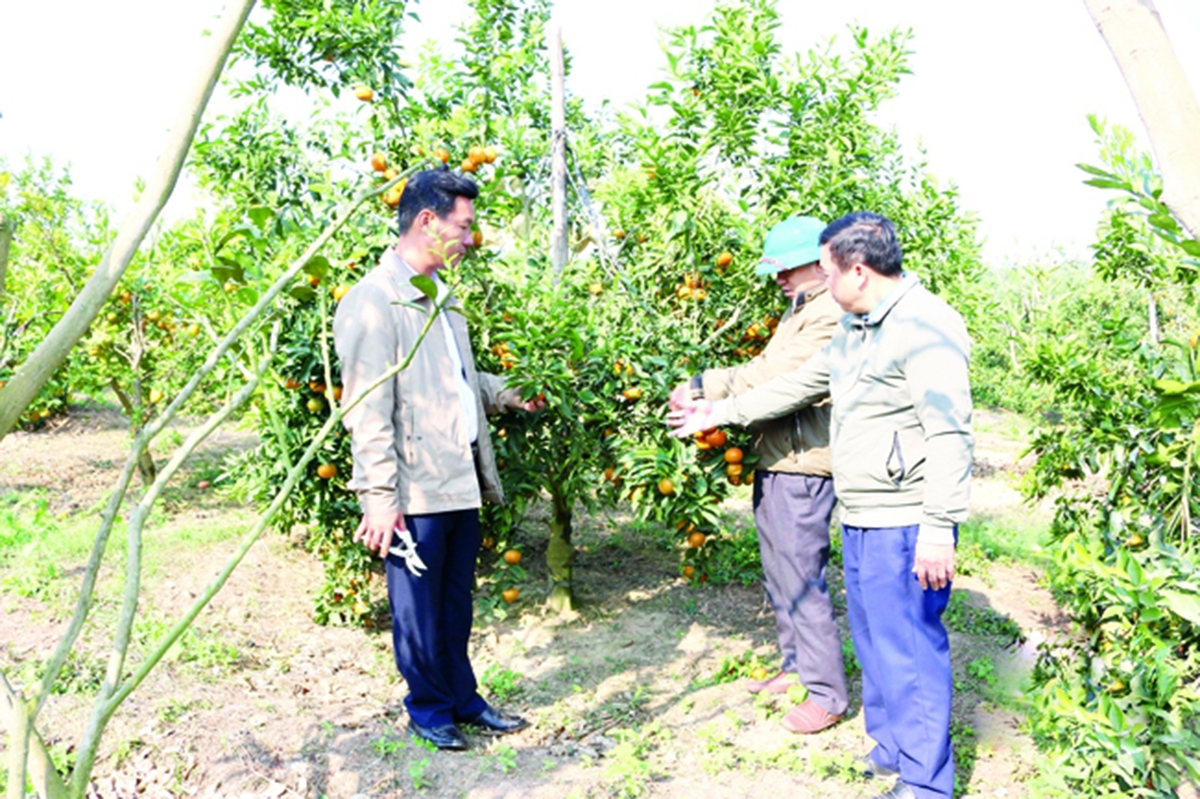 Các HTX có dấu ấn tích cực trong việc đào tạo nghề, tạo việc làm cho nông dân (Ảnh TL).