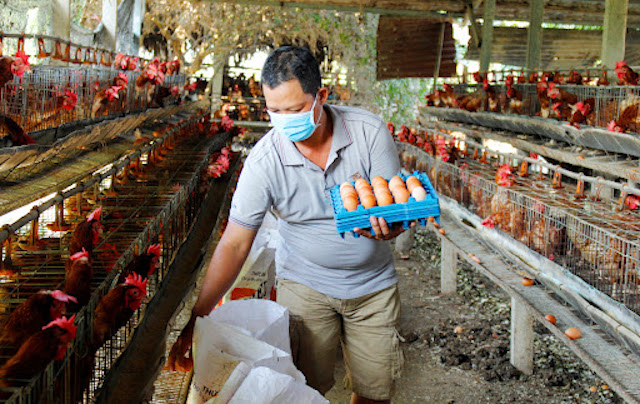 Giá trứng gia cầm có thể tiếp tục duy trì ở mức cao.
