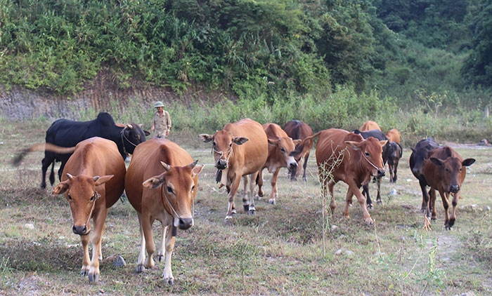 Chăn nuôi đại gia súc đang khai thác được tiềm năng, thế mạnh của huyện miền núi Mường Chà.