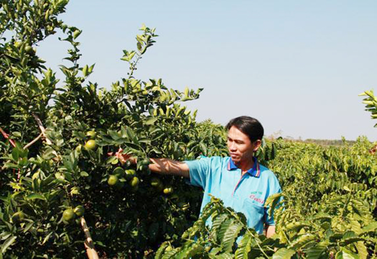 Liên kết sản xuất giúp nông dân nâng cao năng lực sản xuất, kết nối thị trường tiêu thụ.