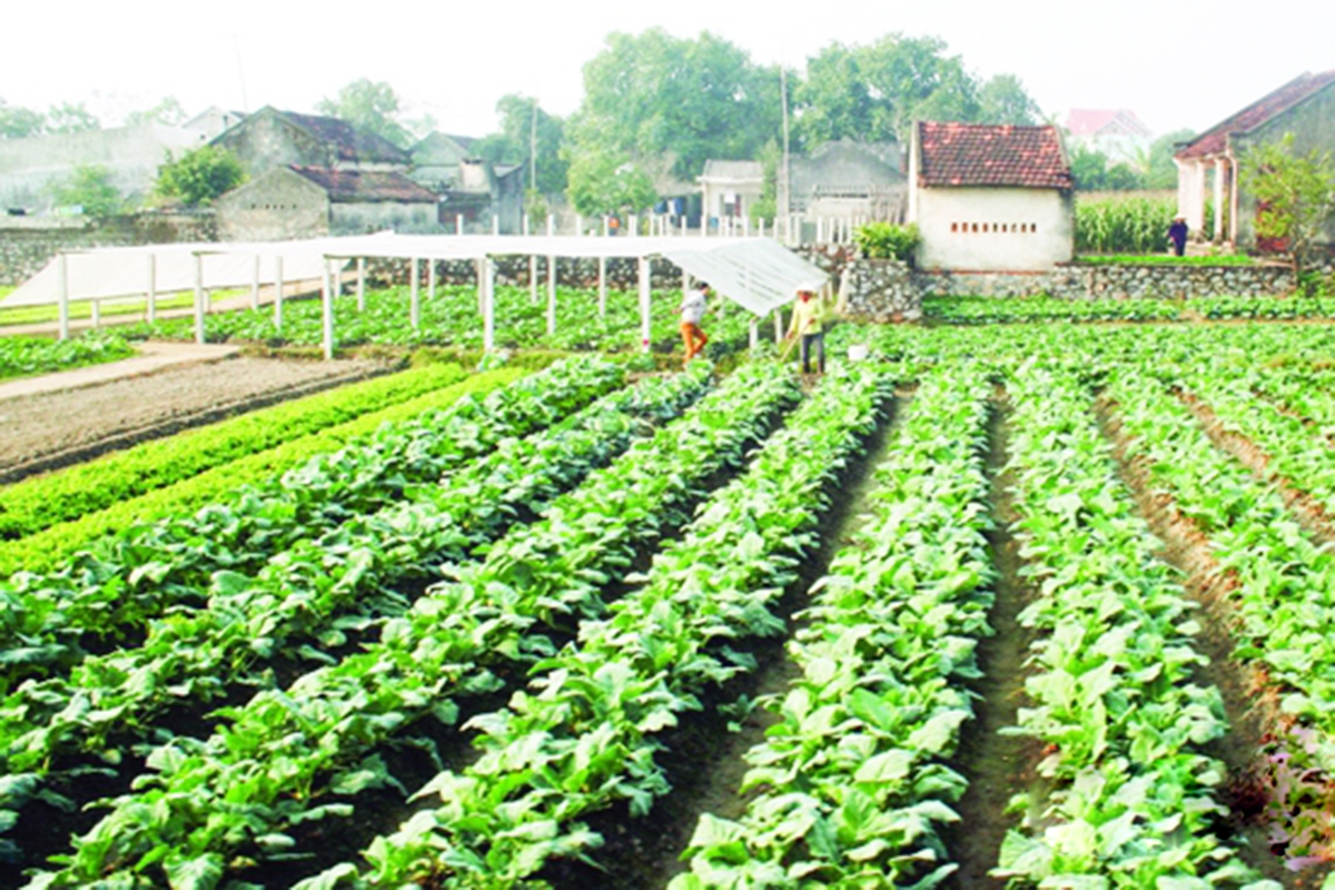 Các HTX sẽ tiếp tục được hỗ trợ, phát huy vài trò bệ đỡ kinh tế hộ.