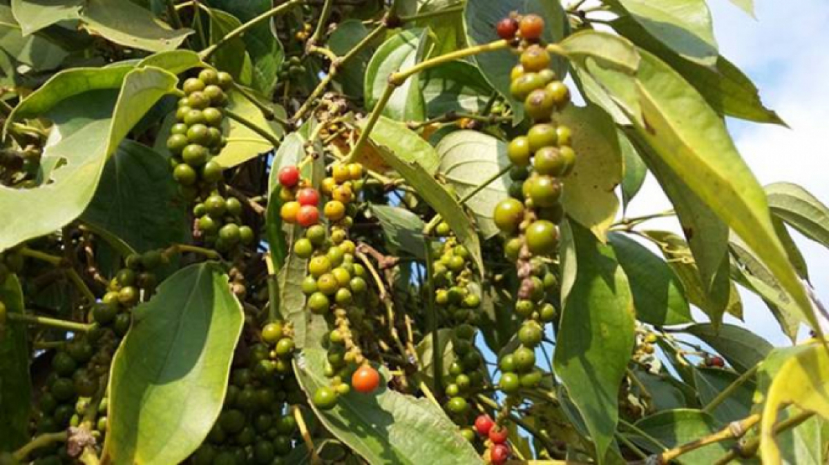 Giá tiêu ngày 12/8 tiếp tục tăng 500 đồng/kg tại các địa phương.