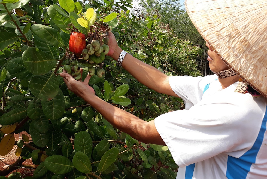 Người Khmer ở huyện Phú Giáo thoát nghèo nhờ trồng điều.