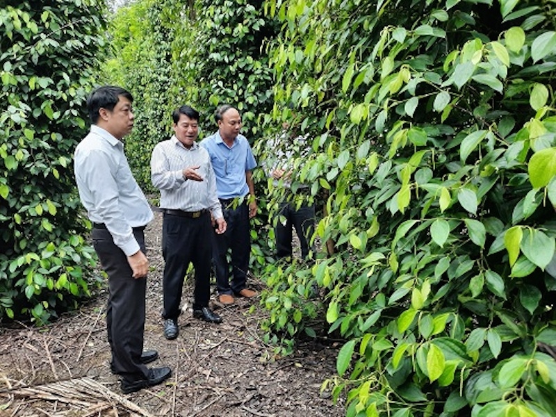 Tổ hợp tác sản xuất hồ tiêu An Bình ở huyện Phú Giáo (Bình Dương) tham gia vào mô hình trồng hồ tiêu theo tiêu chuẩn GlobalGAP.