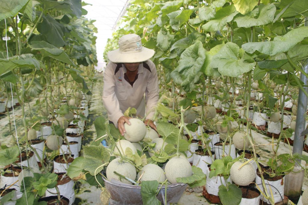 Đời sống bà con dân tộc thiểu số ở Phú Giáo ngày càng khá giả nhờ trồng dưa lưới.