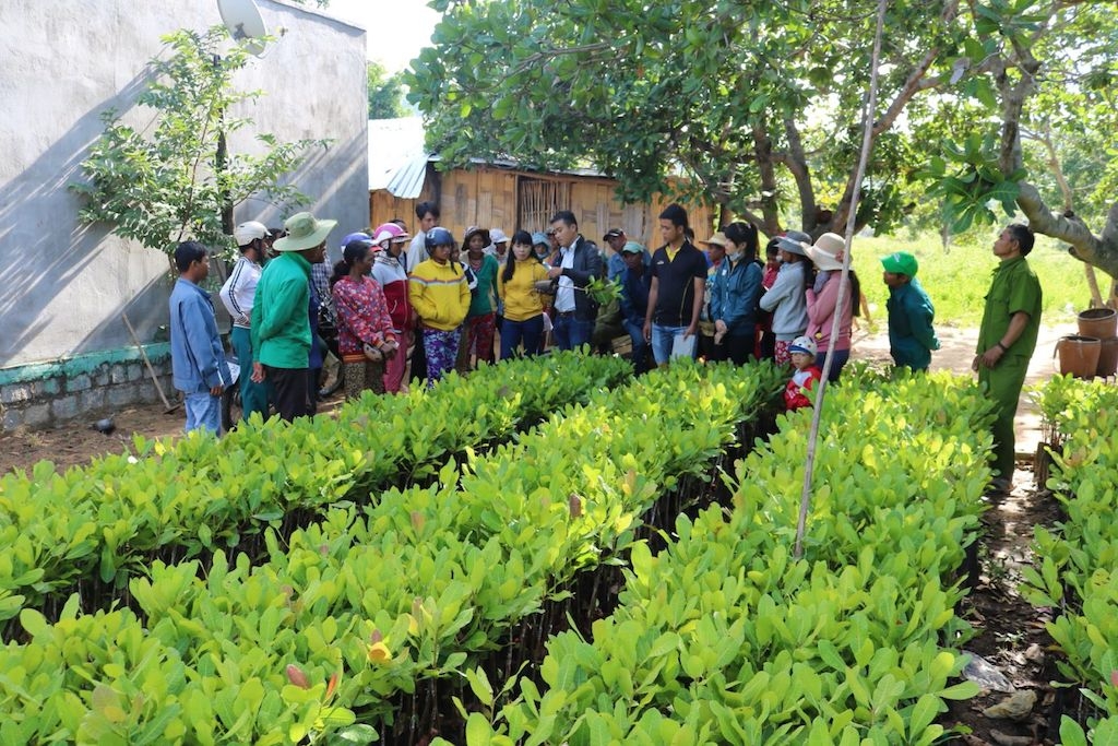 Nhờ tham gia các lớp tập huấn kỹ thuật trồng trọt đã giúp bà con dân tộc thiểu số ở Phú Giáo mạnh dạn chuyển đổi cơ cấu cây trồng.