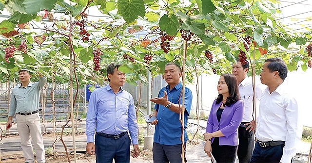 Vườn nho hạ đen của HTX nông nghiệp Đồng Tâm 3.