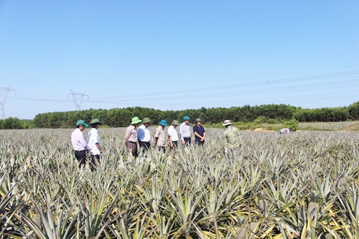 Nông nghiệp vẫn sẽ là nền tảng để huyện Triệu Phong xây dựng nông thôn mới bền vững.