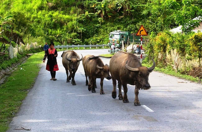 HTX chăn nuôi đại gia súc bản Púng Giắt 1 thu hút nhiều người dân tộc thiểu số tham gia, vì hoạt động hiệu quả, đem lại thu nhập cao cho thành viên.