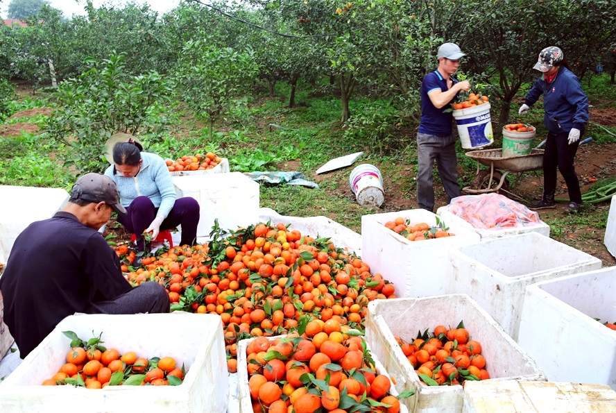 Thương hiệu cam đường của HTX Kim An góp phần nâng cao thu nhập cho người dân.