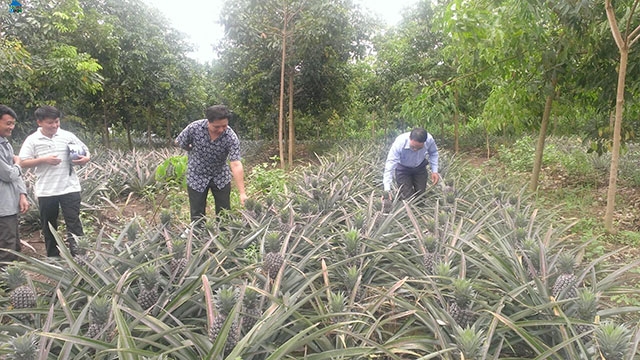 Thị trường tiêu thụ ổn định, thu nhập cao, được cán bộ hướng dẫn kỹ thuật canh tác, người dân ở huyện Mường Chà rất yên tâm sản xuất dứa.