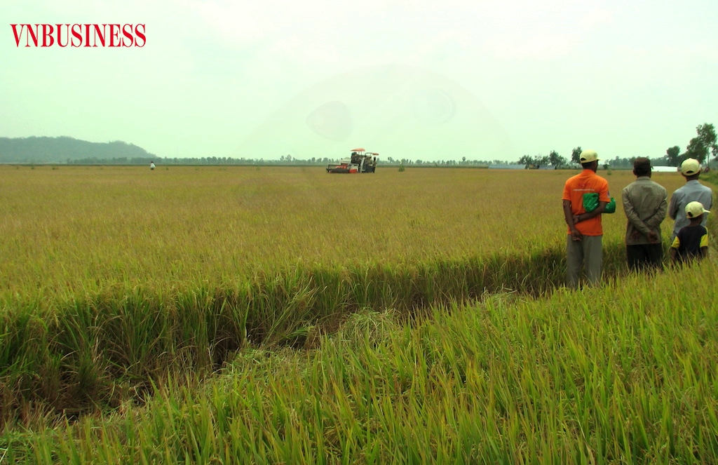 Trong tháng 8 và tháng 9 ở ĐBSCL còn khoảng 900.000ha lúa phải thu hoạch, là thời điểm có sản lượng lúa hàng hóa cao nhất trong vụ lúa Hè Thu năm nay.