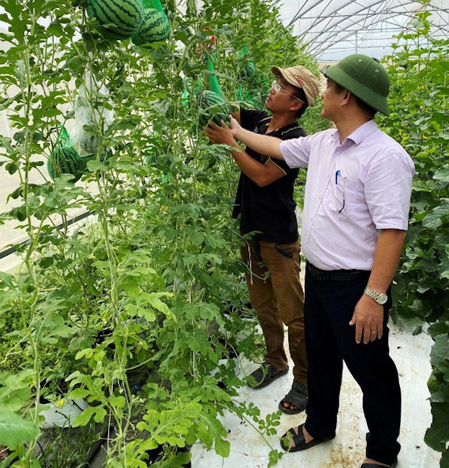 Ông Trần Bảo Diệp, Giám đốc HTX Công nghệ cao La'sfarm cùng lãnh đạo UBND huyện Hoài Ân kiểm tra sản phẩm nông nghiệp. (Ảnh: TL)