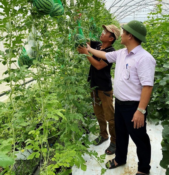 Ông Trần Bảo Diệp, Giám đốc HTX Công nghệ cao Lasfarm cùng lãnh đạo UBND huyện Hoài Ân kiểm tra sản phẩm nông nghiệp. (Ảnh: TL)