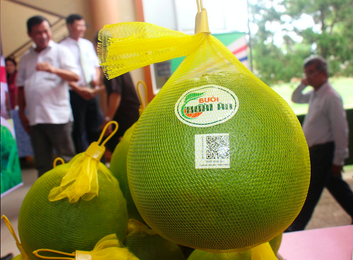 HTX Nông nghiệp 19/4 ở xã Ân Tường Tây chuyên trồng bưởi da xanh theo hướng VietGAP mang thương hiệu bưởi Hoài Ân. (Ảnh: TL)