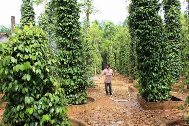 Nhiều hộ gia đình ở Hoài Ân phát triển các vườn cây nông nghiệp công nghệ cao để làm kinh tế và phát triển du lịch.