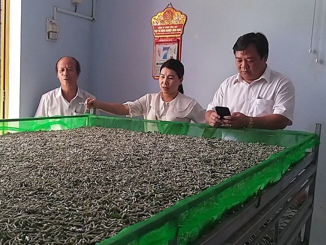Cán bộ nông nghiệp huyện Hoài Ân kiểm tra mô hình nuôi tằm trên khay trượt.