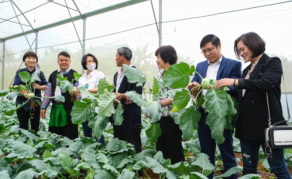 Sự vào cuộc của các cấp ngành giúp các HTX có điều kiện phát triển theo hướng bền vững.