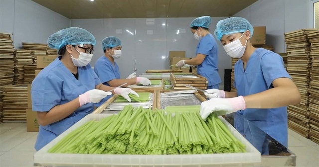 Mô hình chế biến rau, củ thành ống hút công nghệ cao tại HTX Sông Hồng