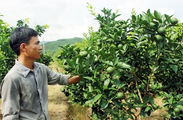 HTX Tứ Đại nâng cao chất lượng cây trồng nhờ học nghề.