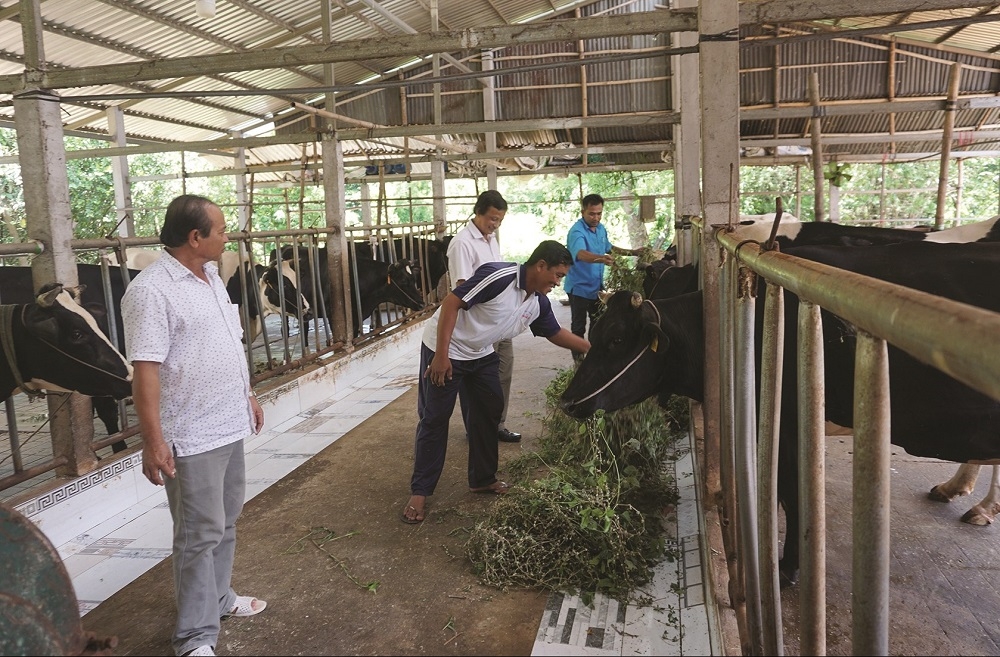 Tổ hợp tác chăn nuôi bò xã Tham Đôn giúp người dân nâng cao thu nhập.