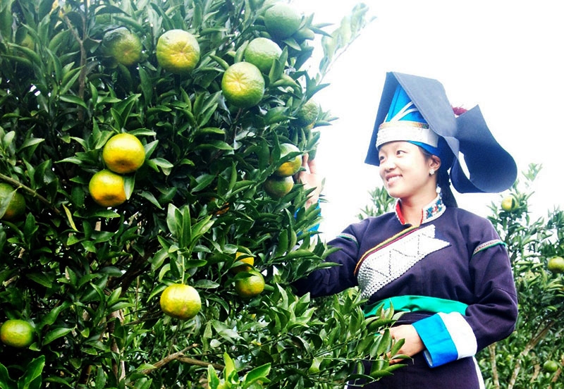 Thành viên HTX nông nghiệp Mường Bú kiểm tra vường cam chuẩn bị thu hoạch.