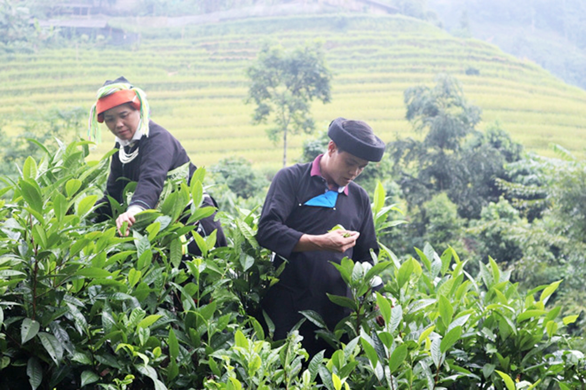 Nhiều hộ dân tộc thiểu số ở Vị Xuyên đang thoát nghèo, làm giàu từ cây chè truyền thống.