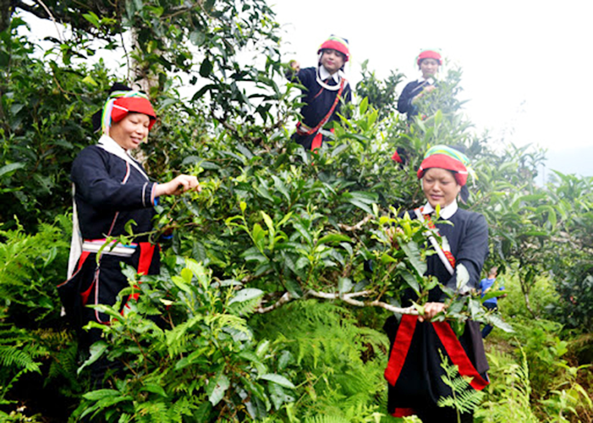 Liên kết là chìa khóa giúp đồng bào dân tộc thiểu số ở Vị Xuyên nâng cao năng lực sản xuất, tăng thu nhập.