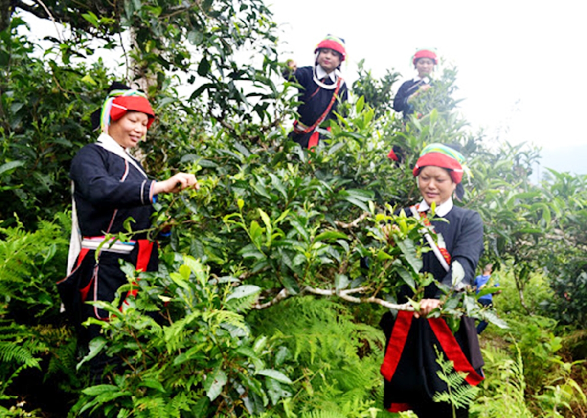 Liên kết là chìa khóa giúp đồng bào dân tộc thiểu số ở Vị Xuyên nâng cao năng lực sản xuất, tăng thu nhập.