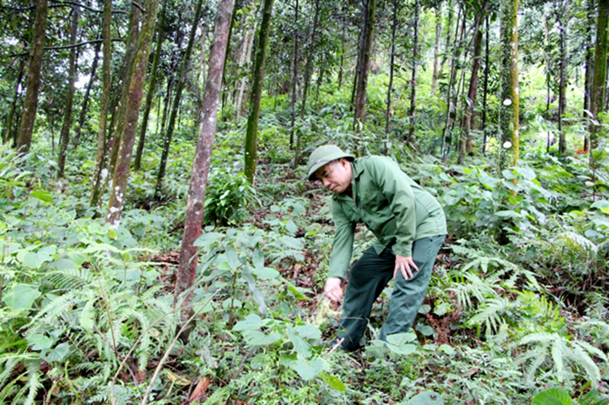 Kinh tế rừng là một trong những mũi nhọn xóa đói, giảm nghèo của huyện Vị Xuyên.