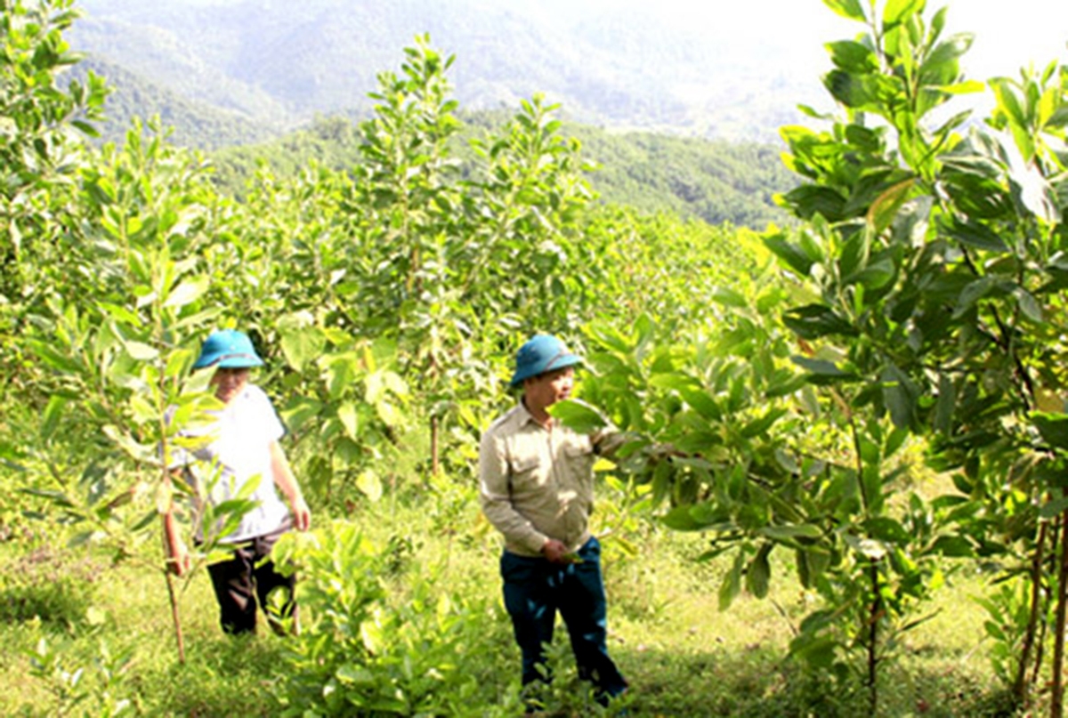 Cần thêm nguồn lực hỗ trợ để kinh tế rừng phát huy tối đa tiềm năng, mang đến giá trị bền vững,