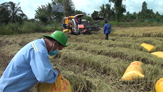 Xuất khẩu gạo của Việt Nam gặp khó khăn do dịch COVID-19.