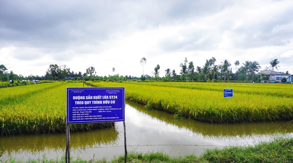 Mô hình lúa-tôm là một trong những thế mạnh ở Mỹ Xuyên.